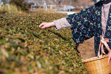 画像をギャラリービューアに読み込む, 御茶